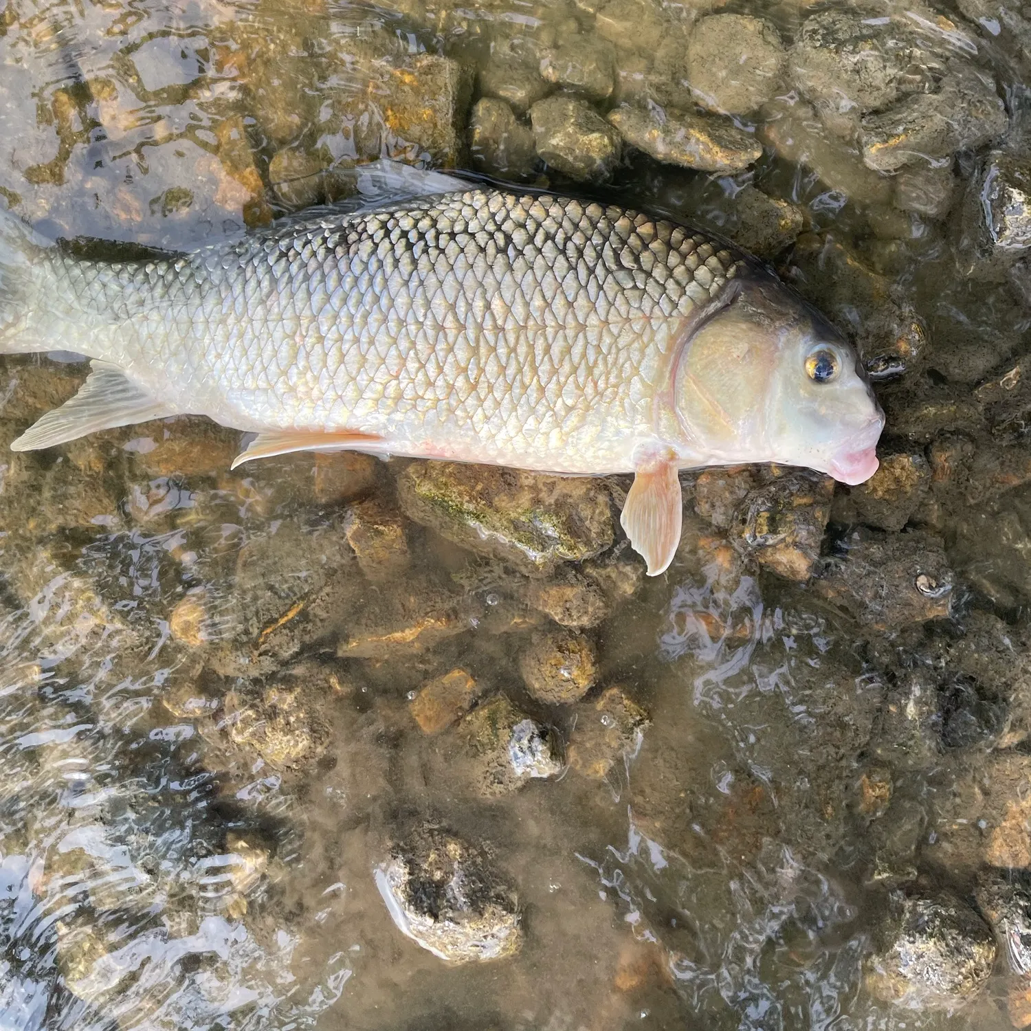 The most recent Quillback catches on Fishbrain