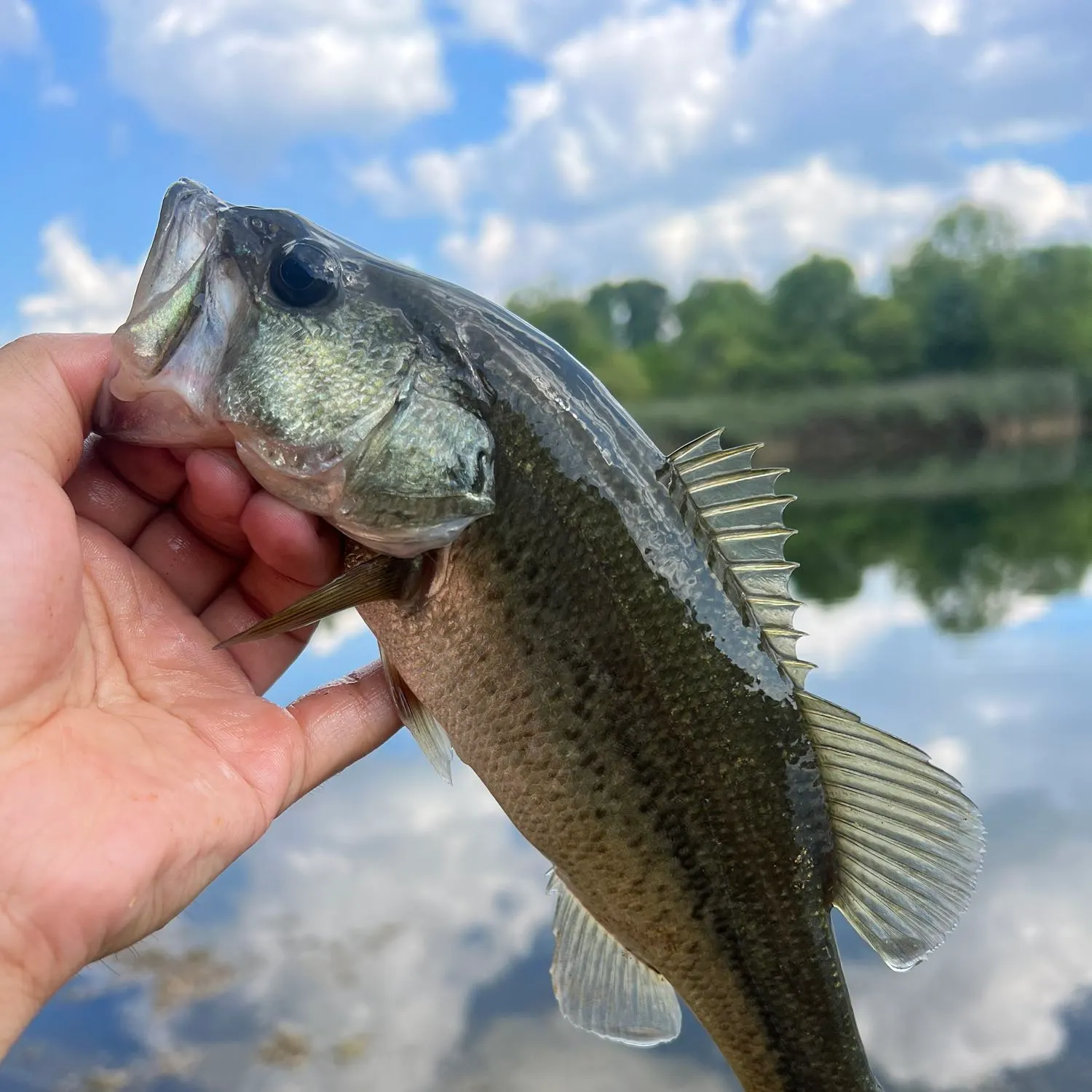Largemouth bass caught on Fishbrain