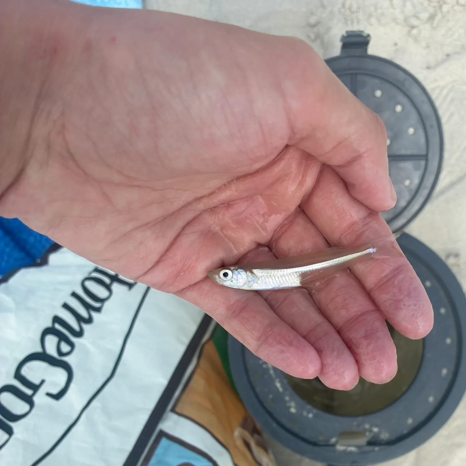 The most recent Atlantic silverside catches on Fishbrain
