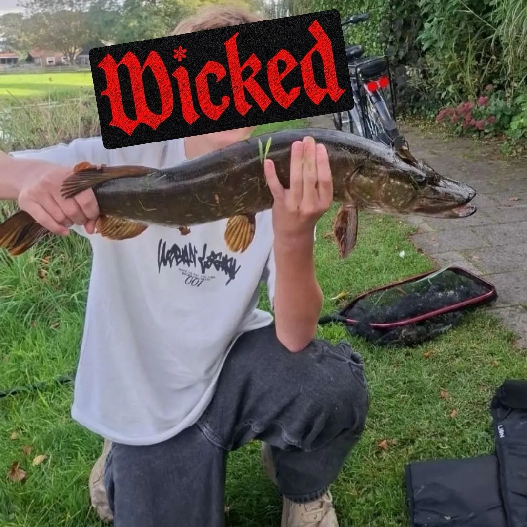 Northern pike caught on Fishbrain