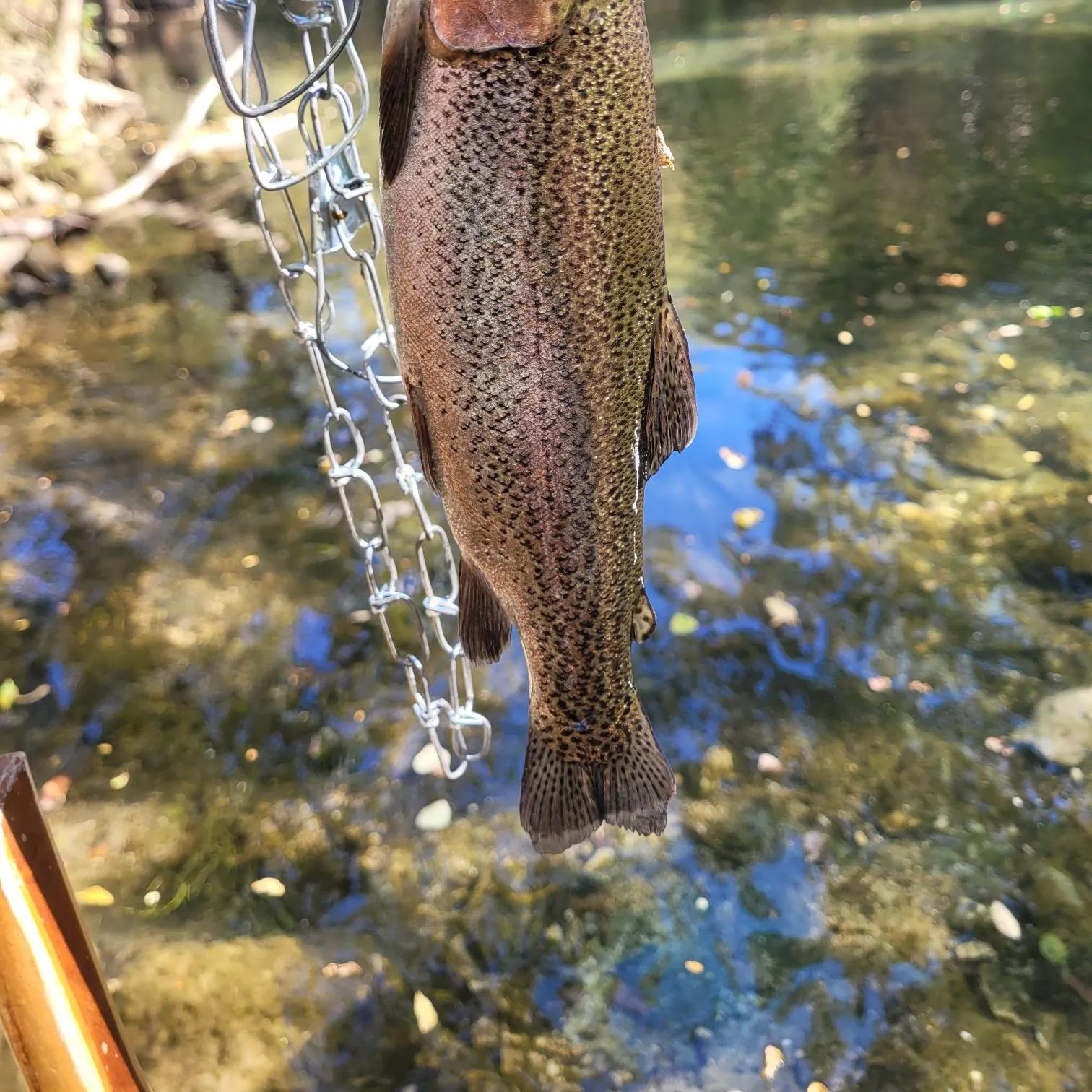 Rainbow trout caught on Fishbrain