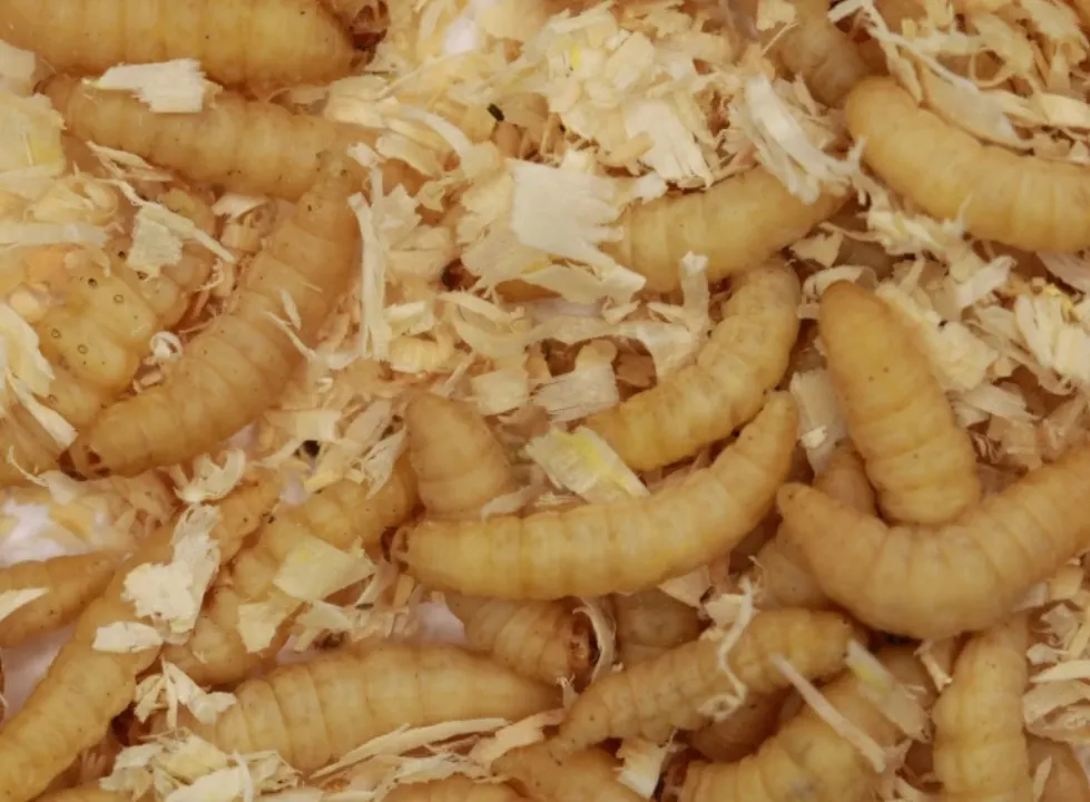 Bienenmade