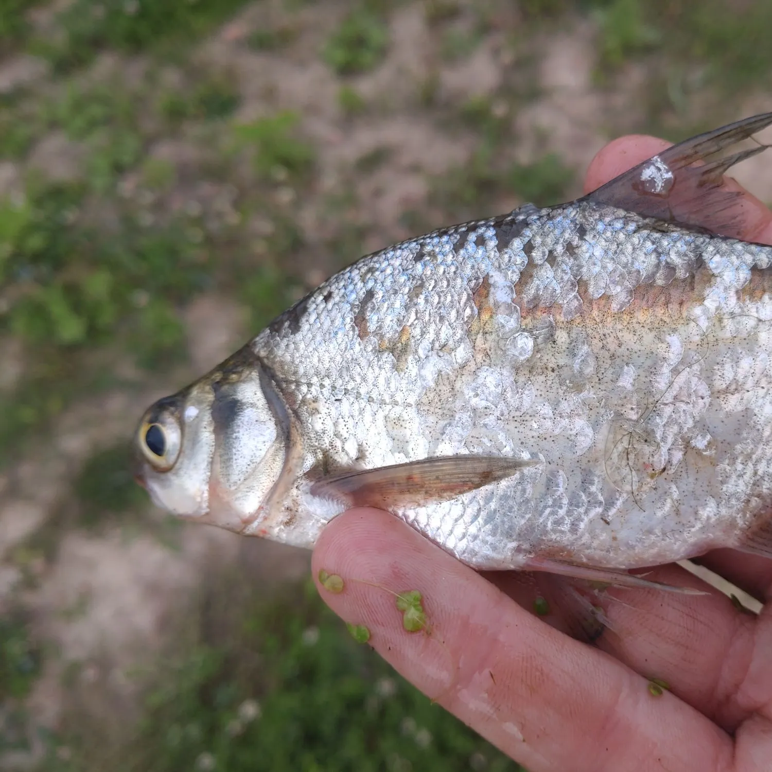 Common bream caught on Fishbrain
