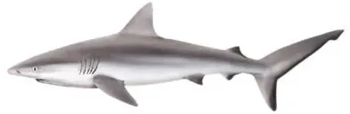 Grey reef shark