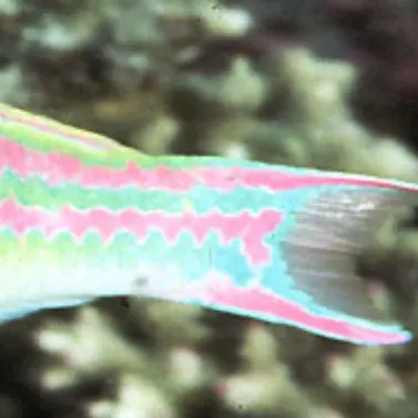 The most recent Fivestripe wrasse catches on Fishbrain