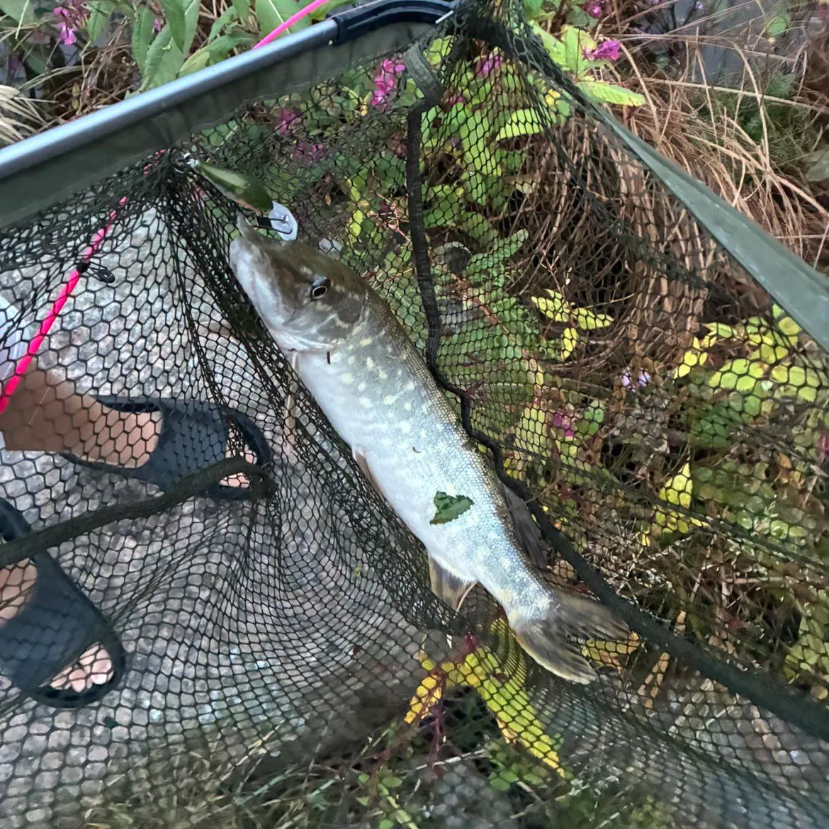 Northern pike caught on Fishbrain