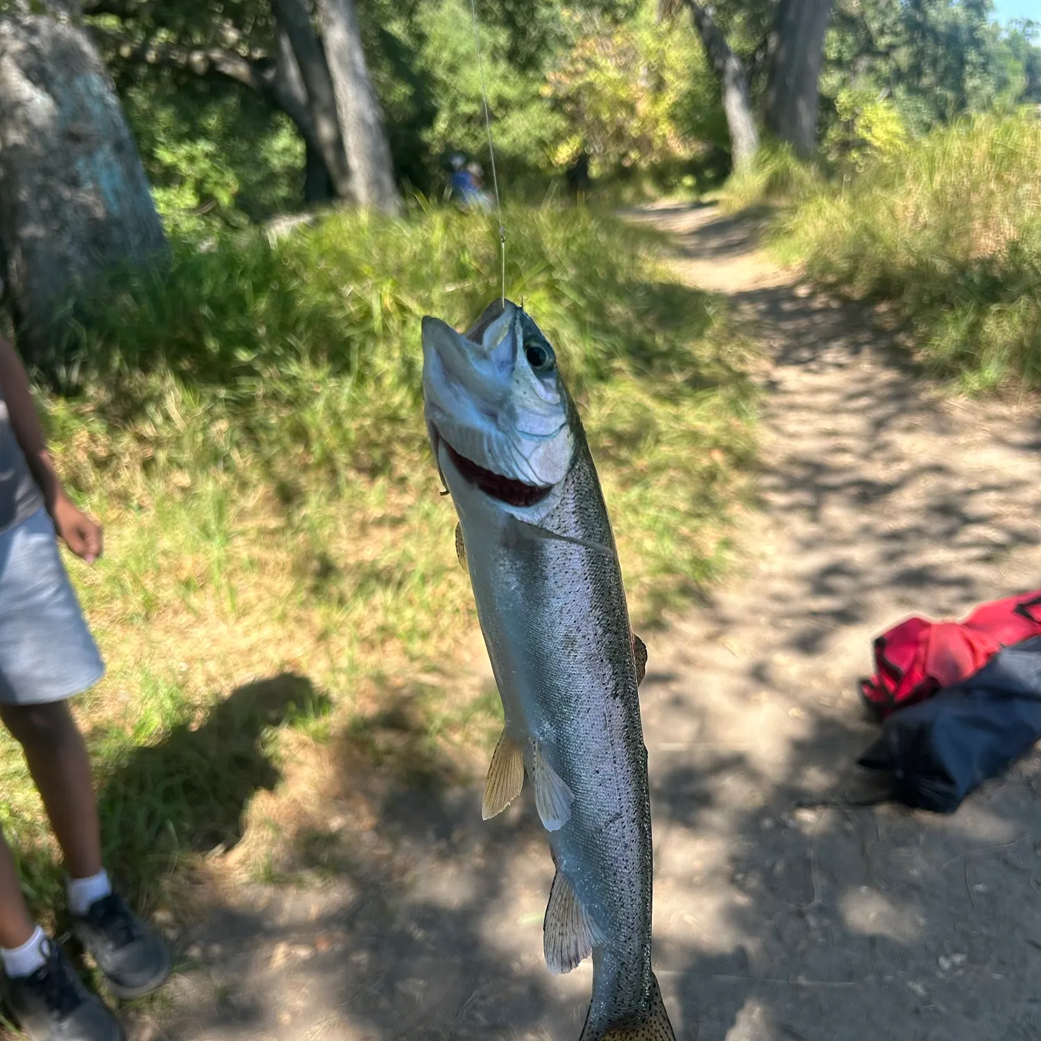 Rainbow trout caught on Fishbrain