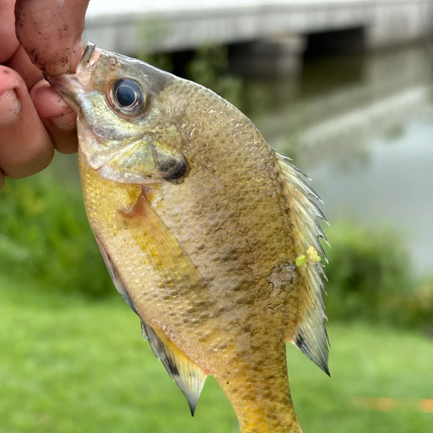 Bluegill caught on Fishbrain