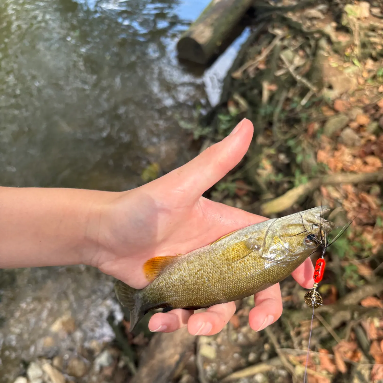 Smallmouth bass caught on Fishbrain