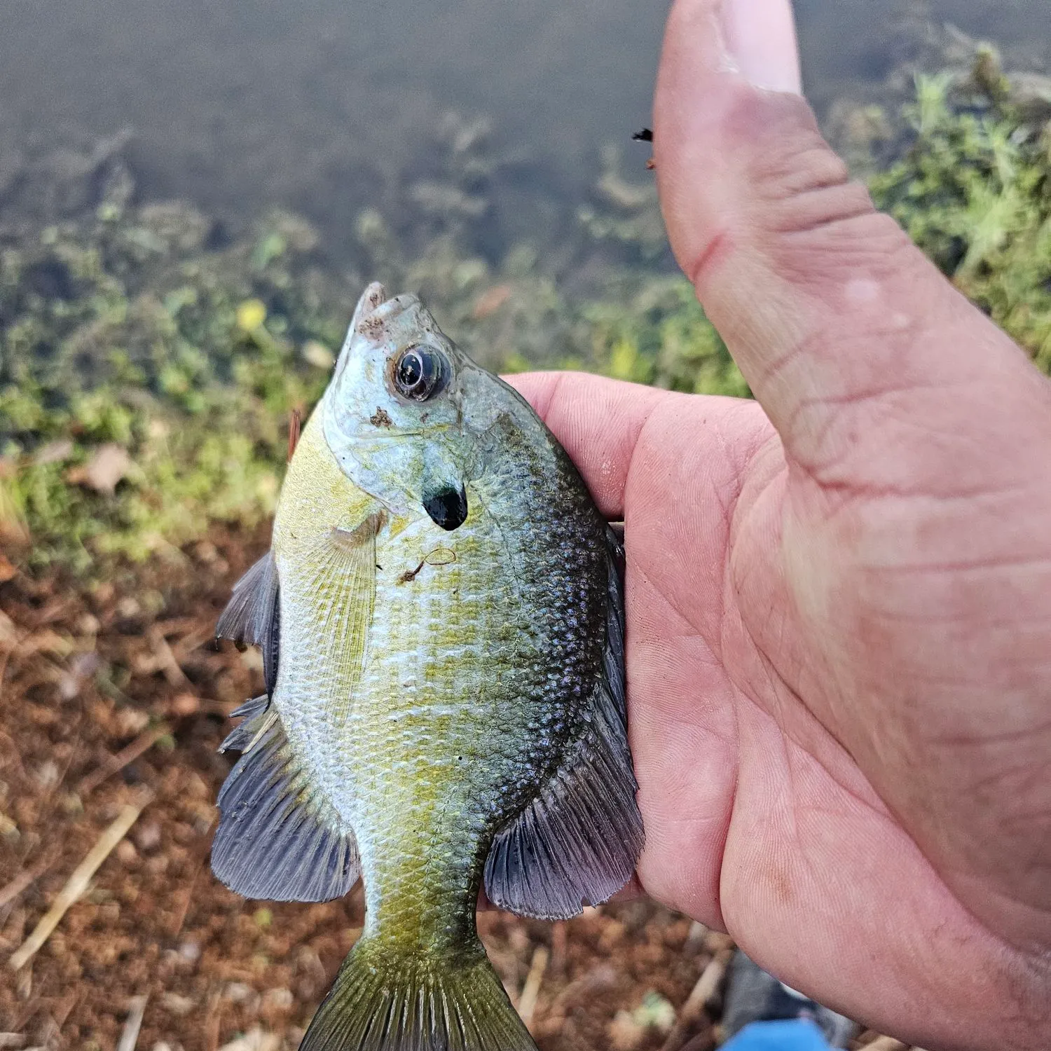 Bluegill caught on Fishbrain