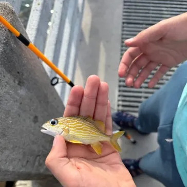 The most recent French grunt catches on Fishbrain