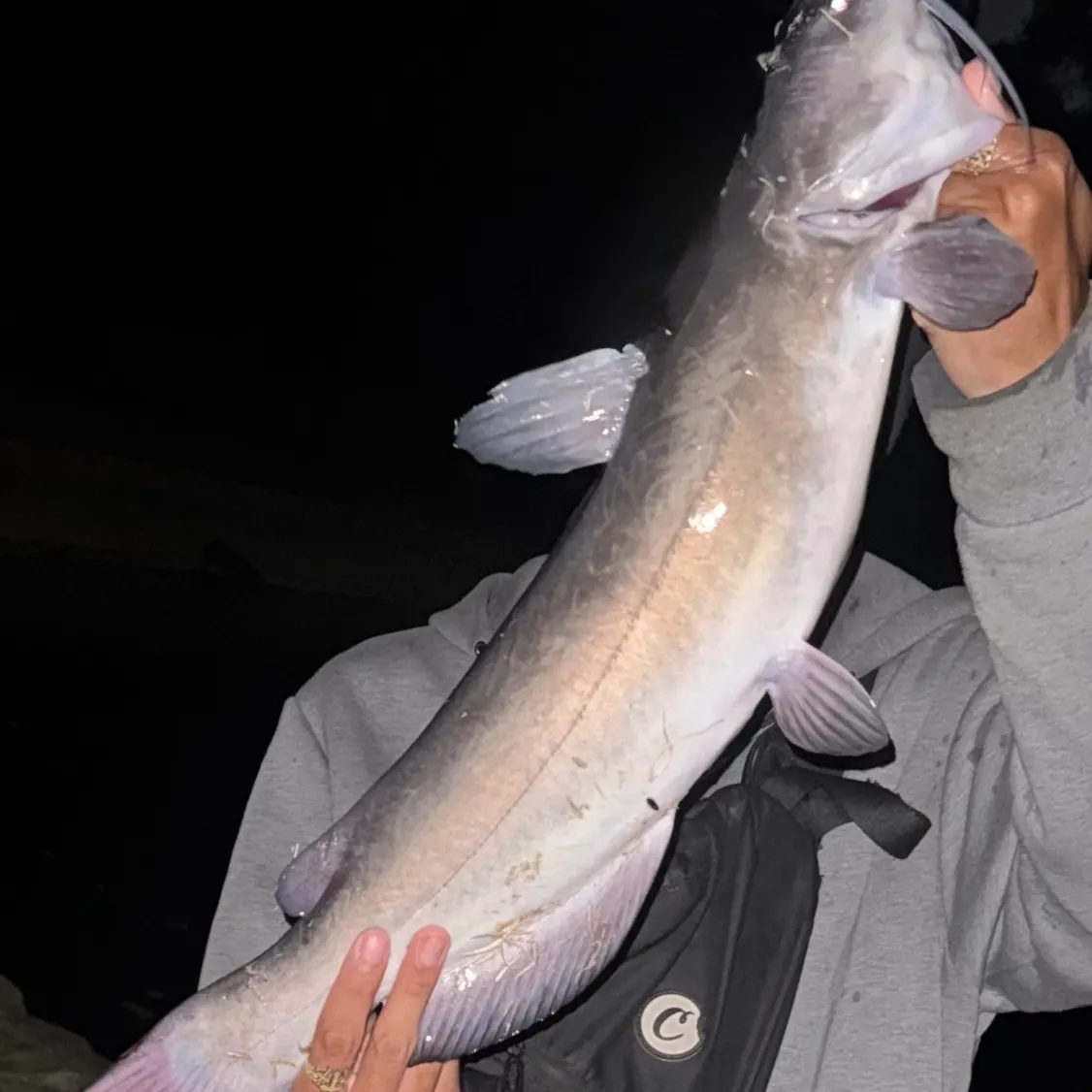 Channel catfish caught on Fishbrain