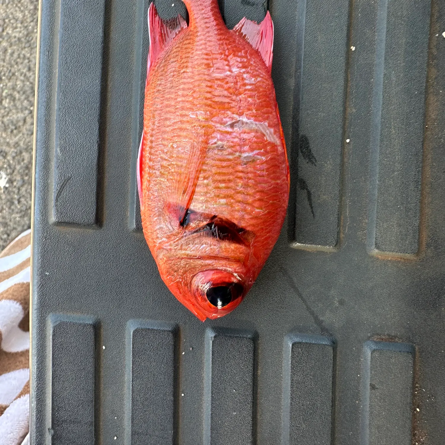 The most recent Blotcheye soldierfish catches on Fishbrain