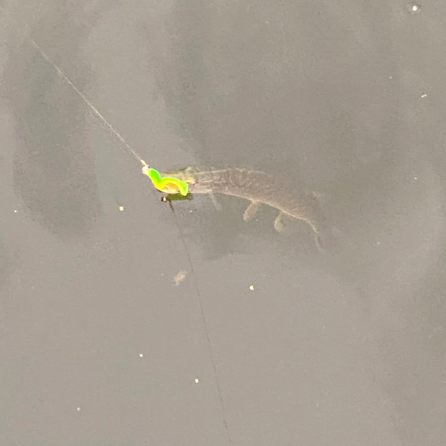 Northern pike caught on Fishbrain