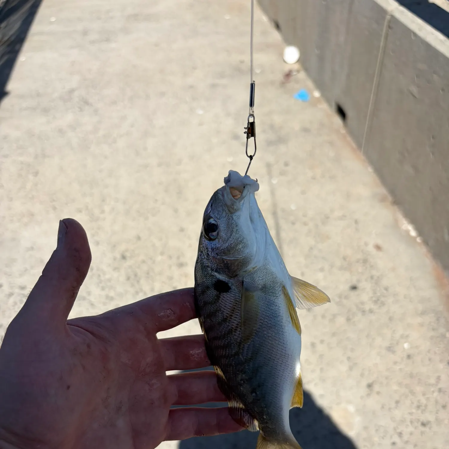 Spot croaker caught on Fishbrain