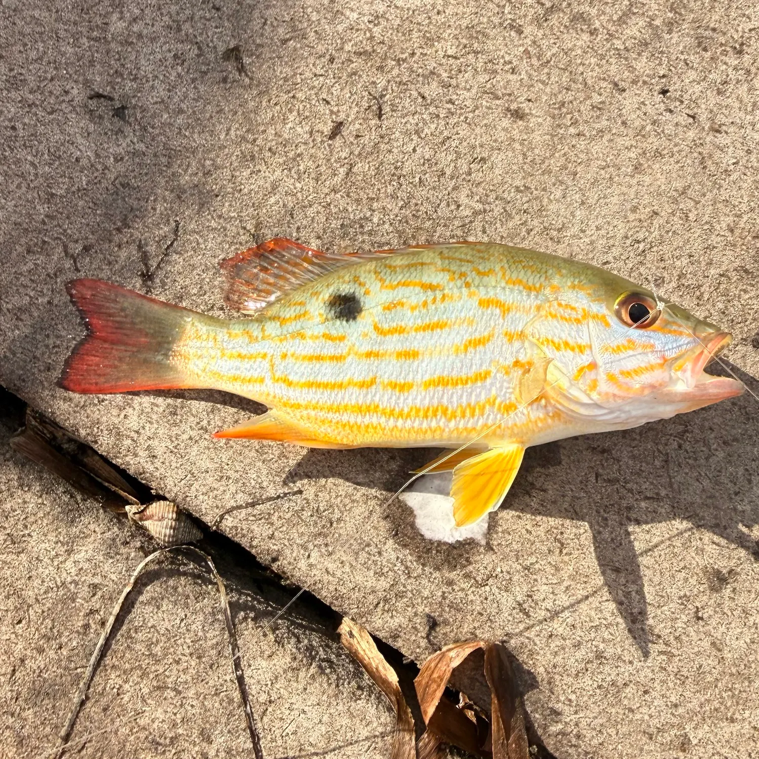 Lane snapper caught on Fishbrain