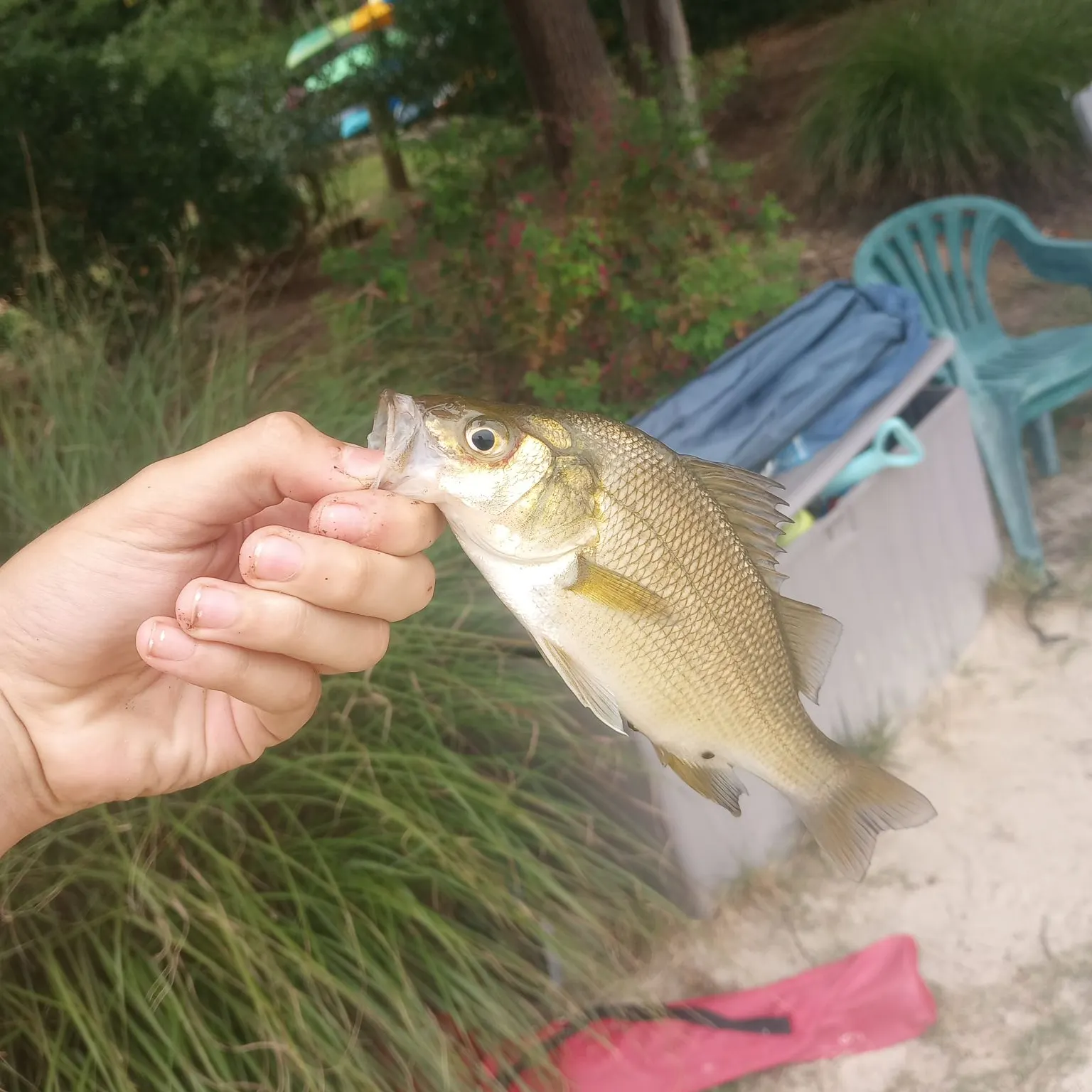 White perch caught on Fishbrain