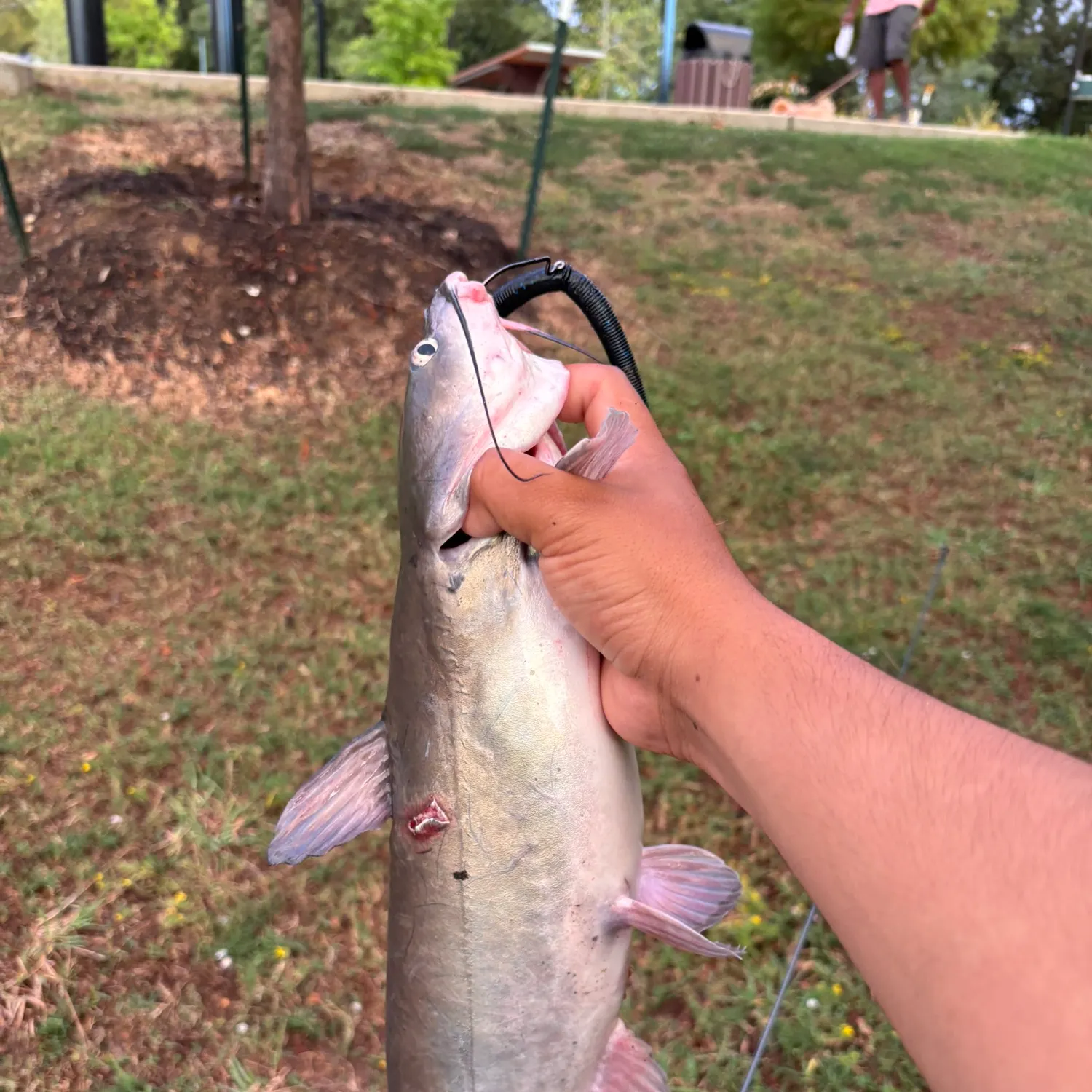 Channel catfish caught on Fishbrain