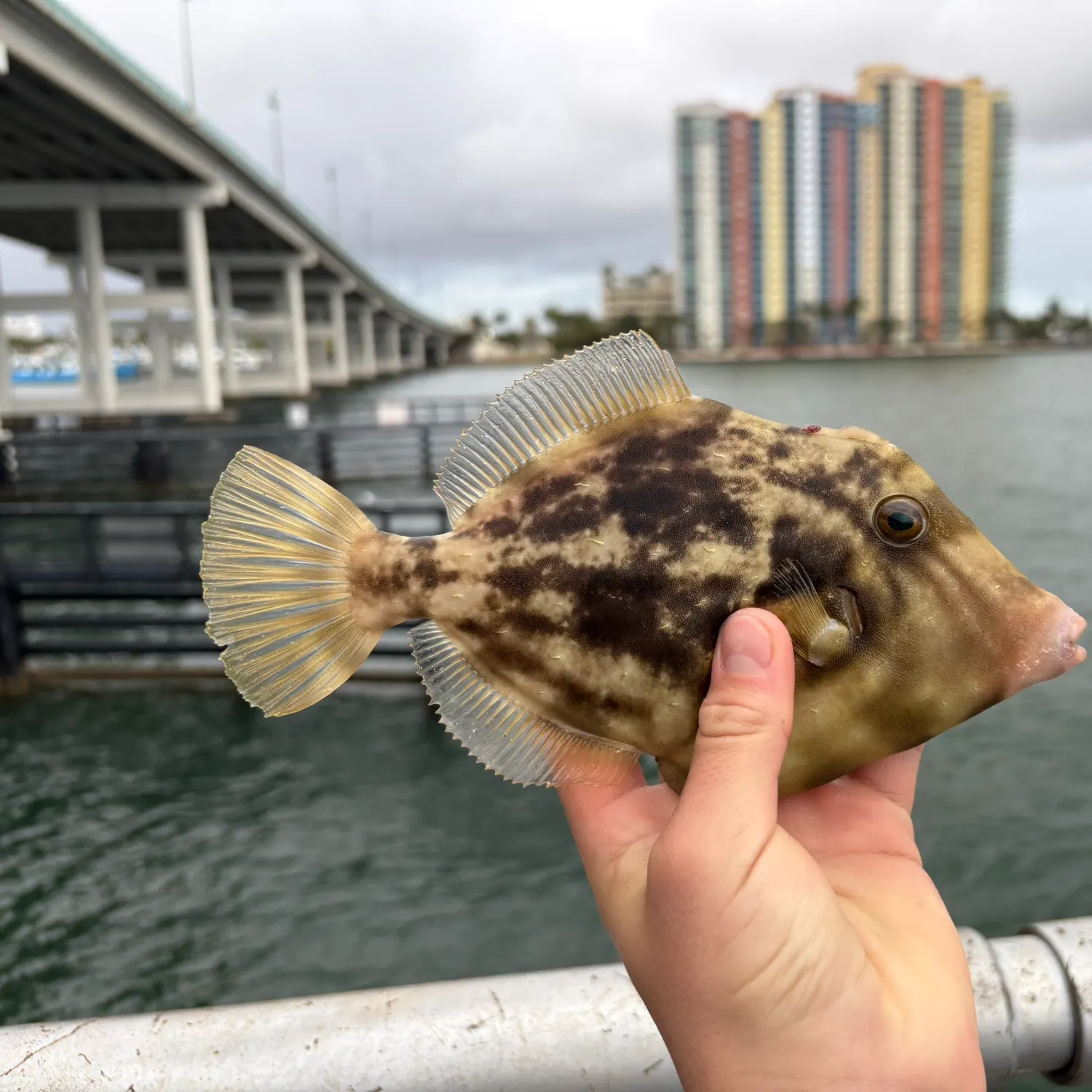 The most recent Planehead filefish catches on Fishbrain
