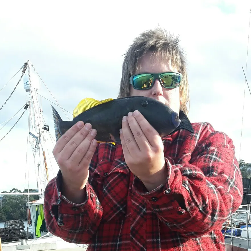 Six-spined leatherjacket caught on Fishbrain