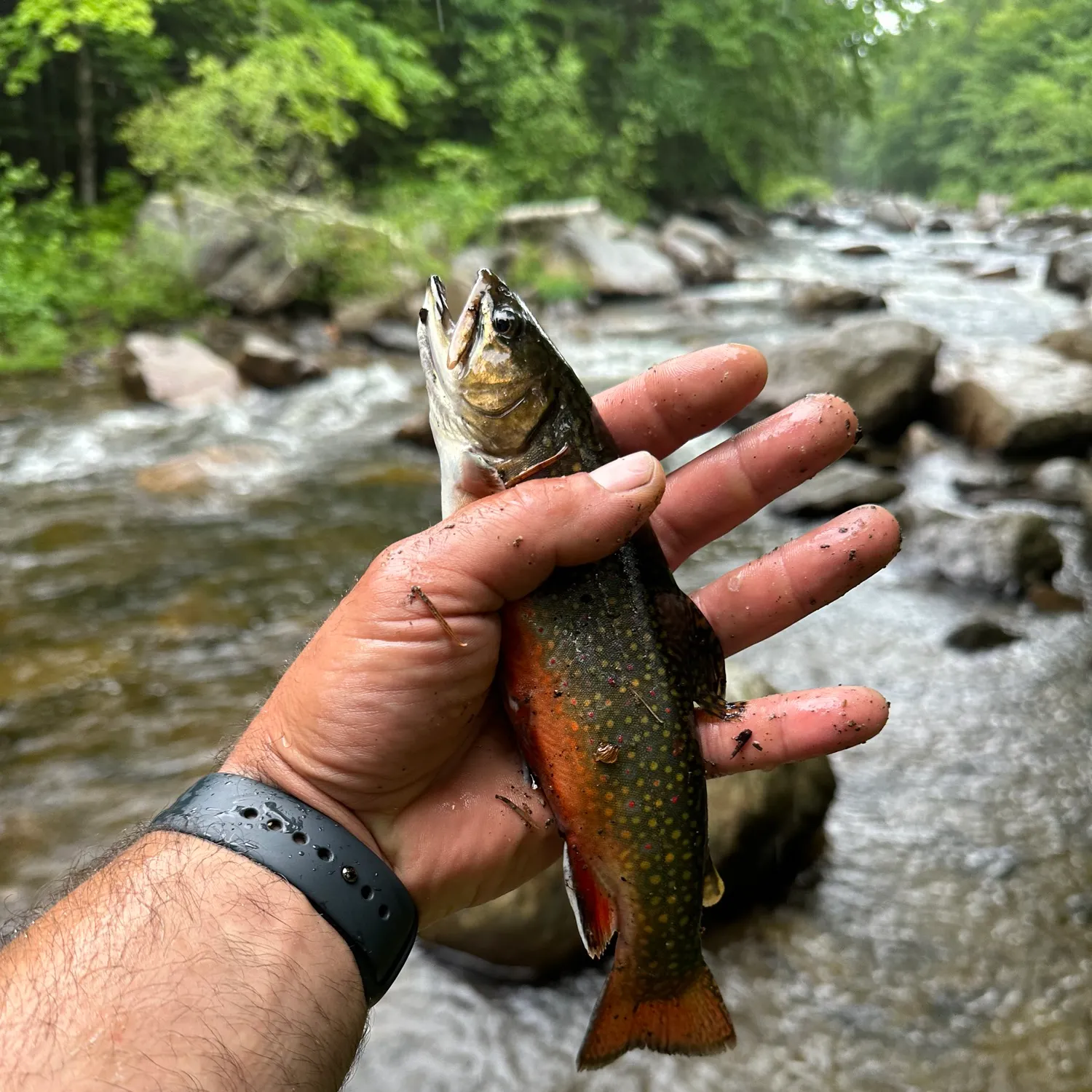 recently logged catches