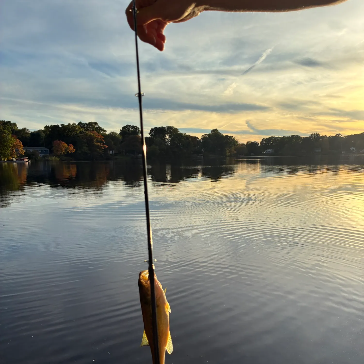 Fish caught on Fishbrain
