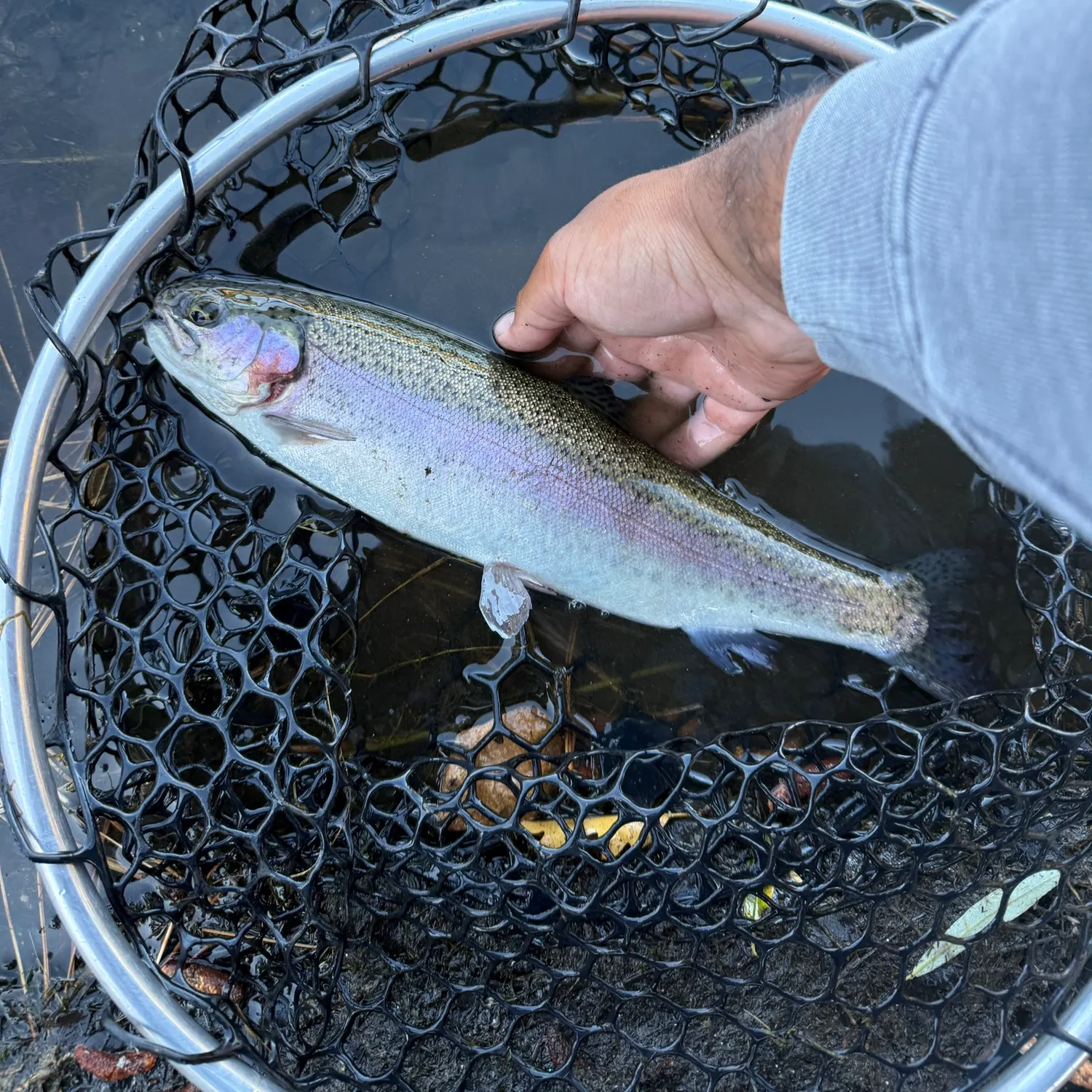 Rainbow trout caught on Fishbrain