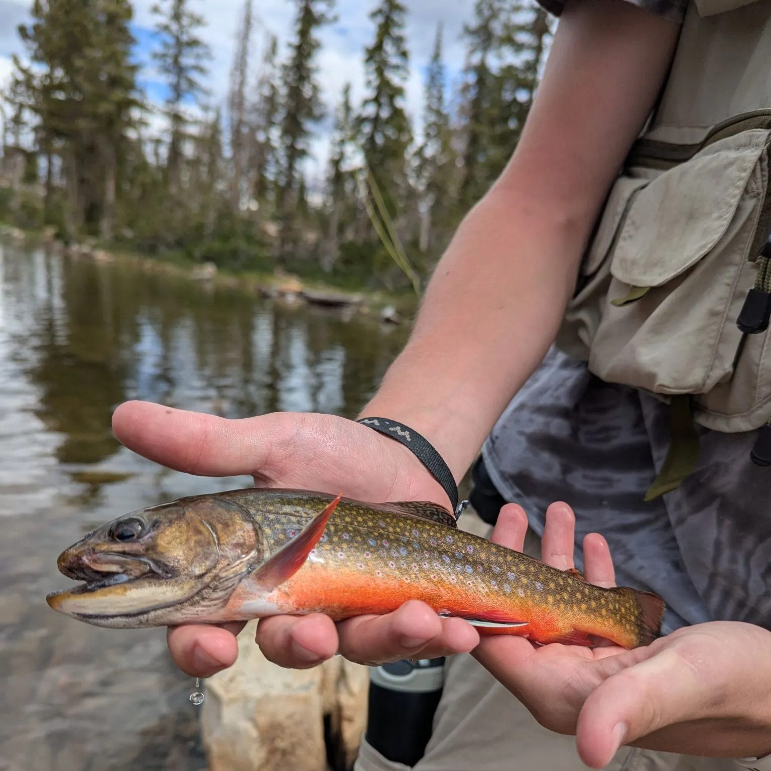 The most recent Brook trout catches on Fishbrain