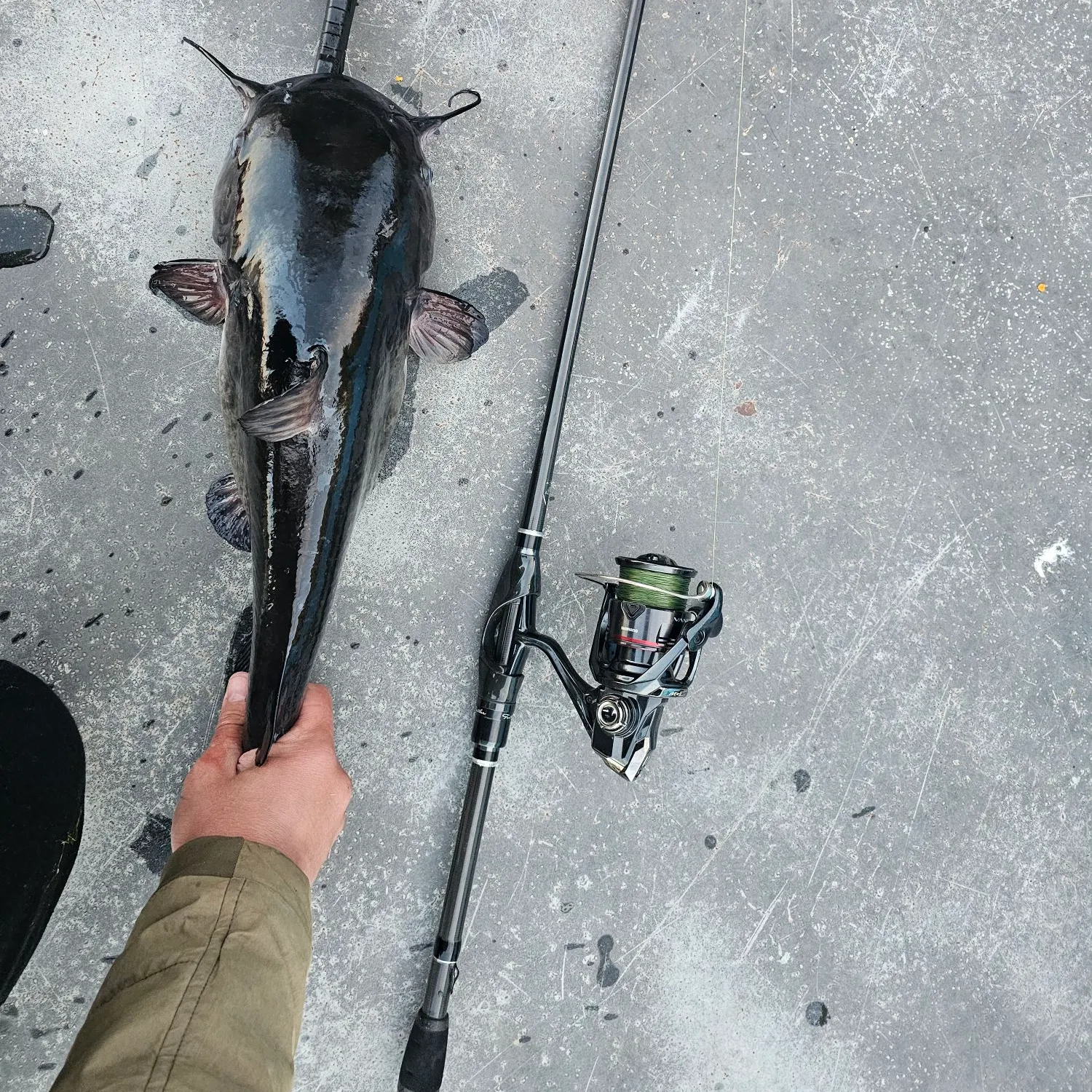 White bullhead caught on Fishbrain