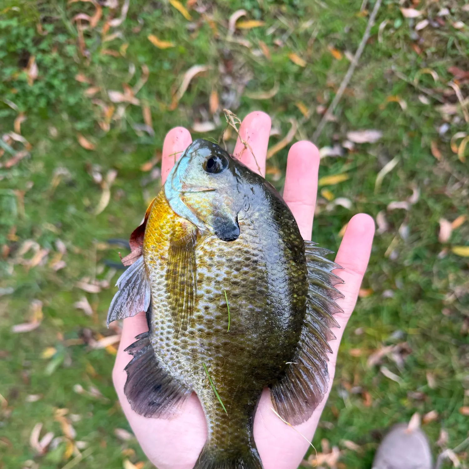 Bluegill caught on Fishbrain