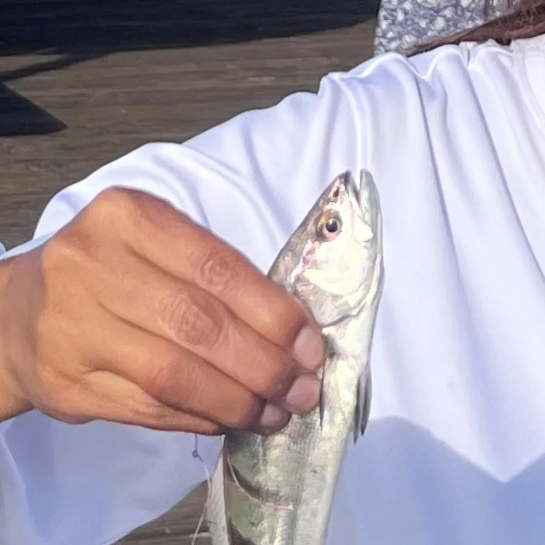 White seabass caught on Fishbrain