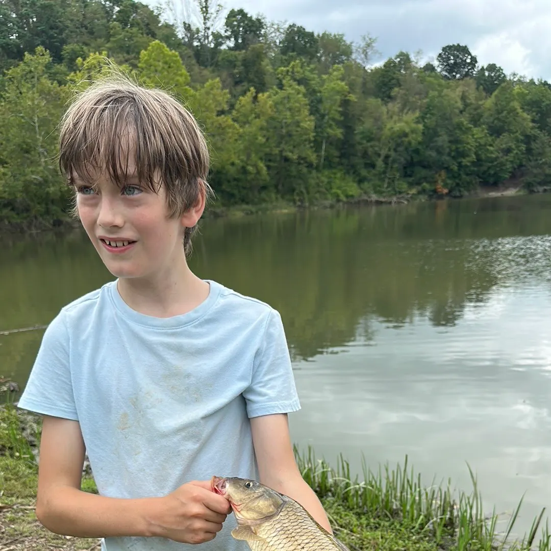 Common carp caught on Fishbrain