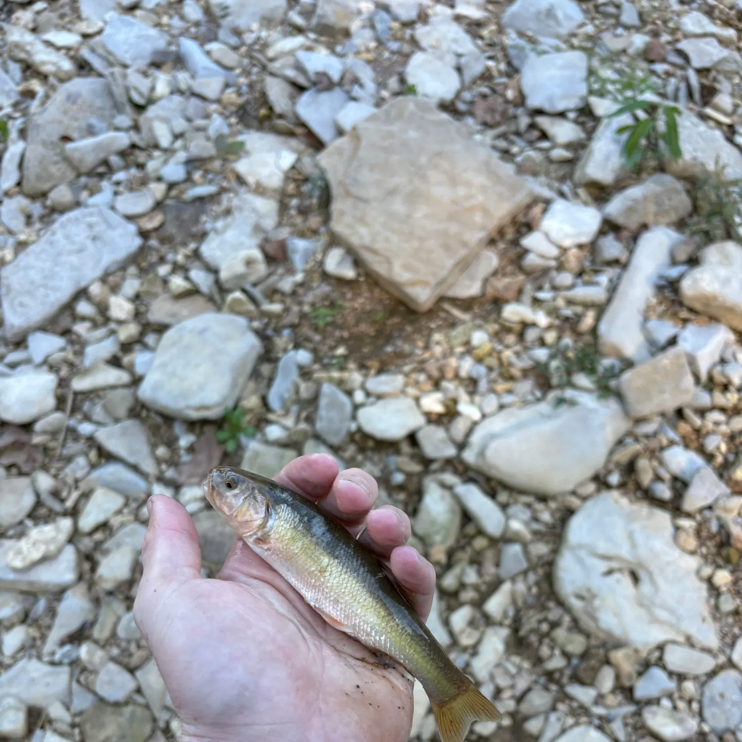 Creek chub caught on Fishbrain