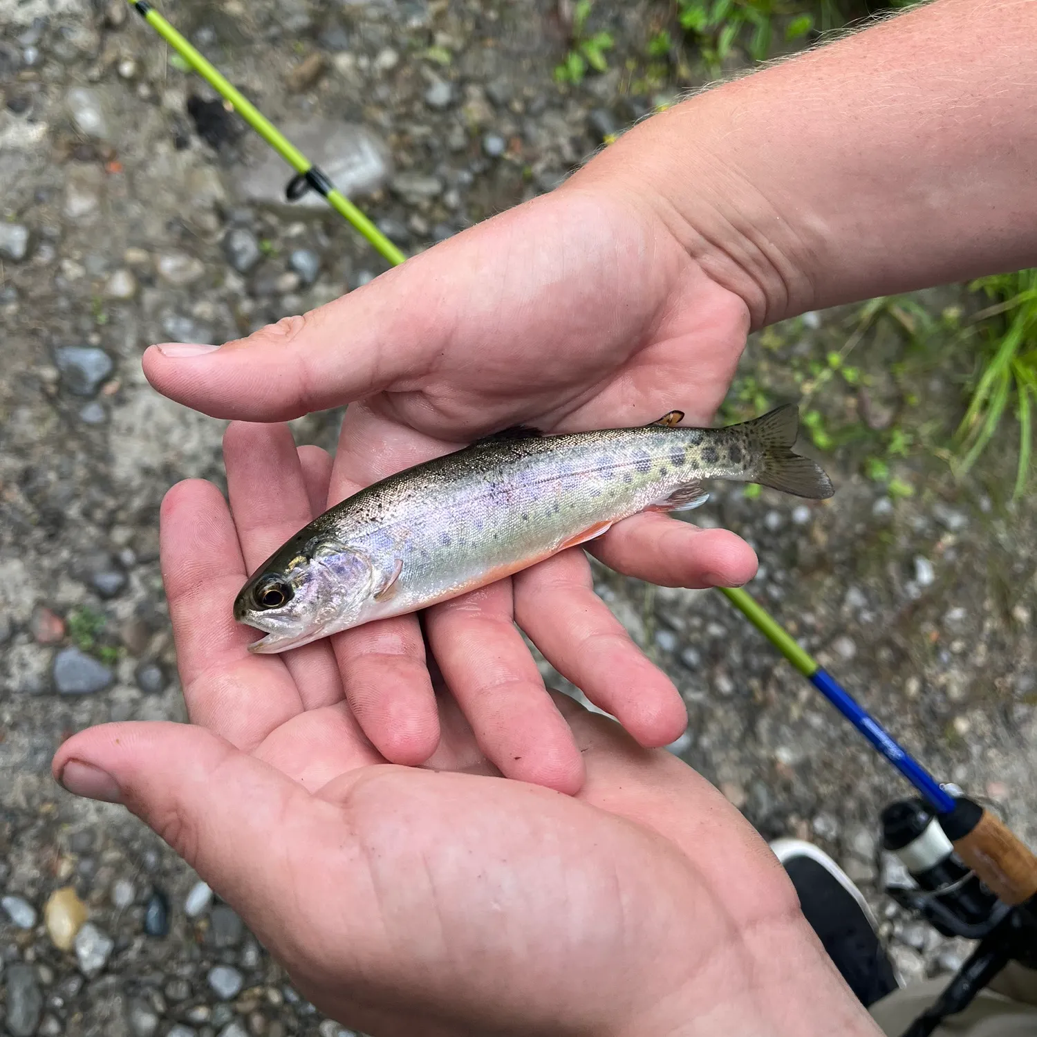 Rainbow trout caught on Fishbrain