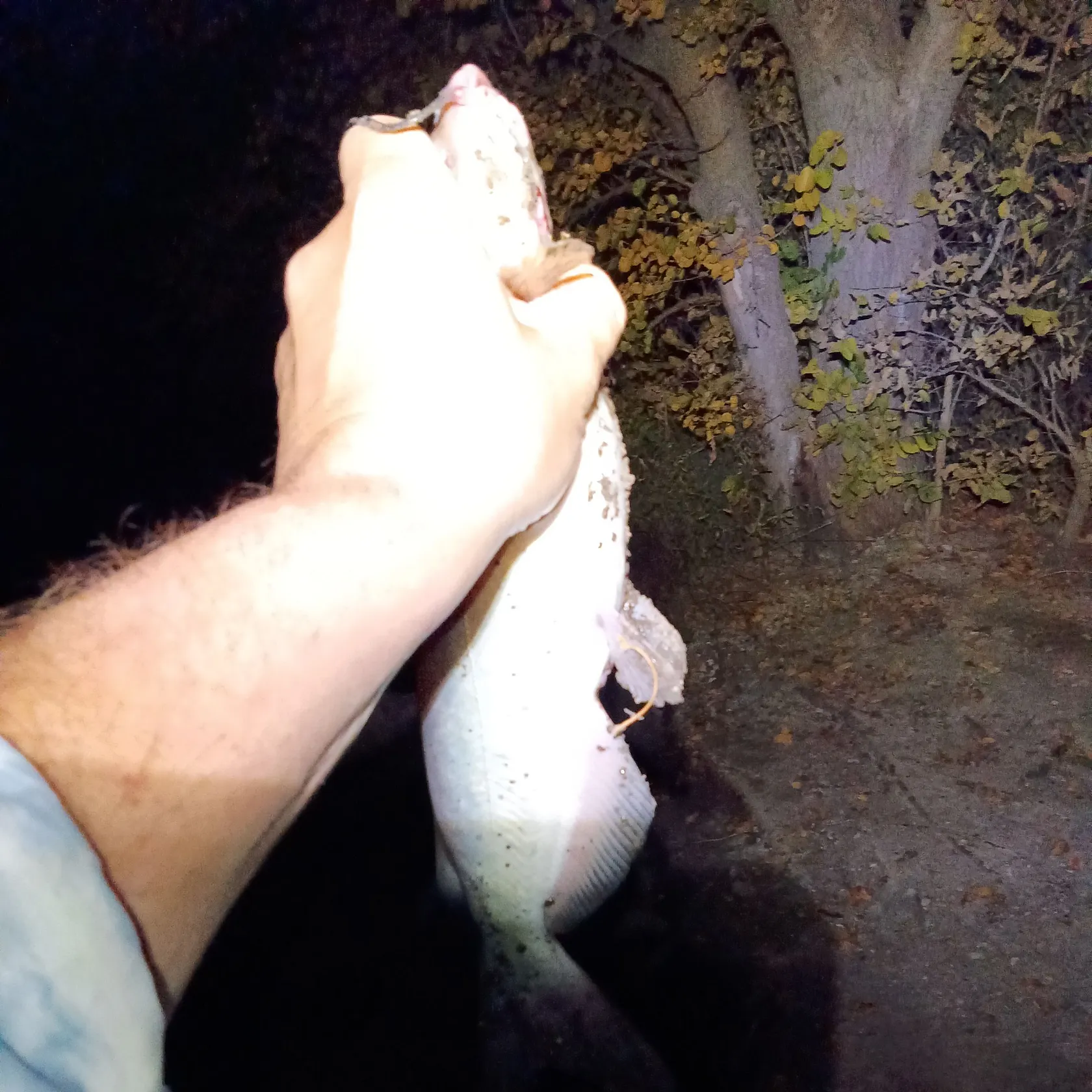 Channel catfish caught on Fishbrain
