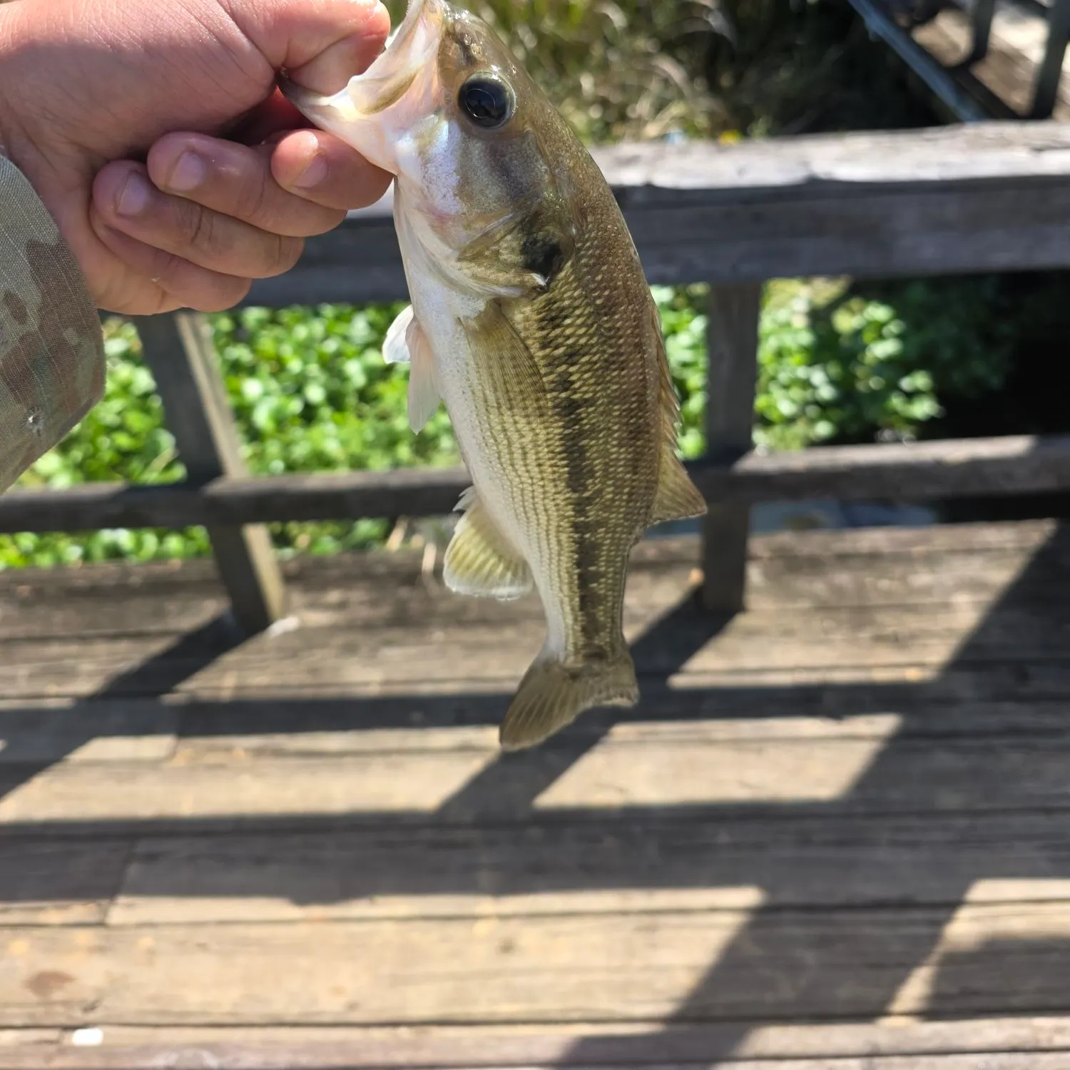 Spotted bass caught on Fishbrain