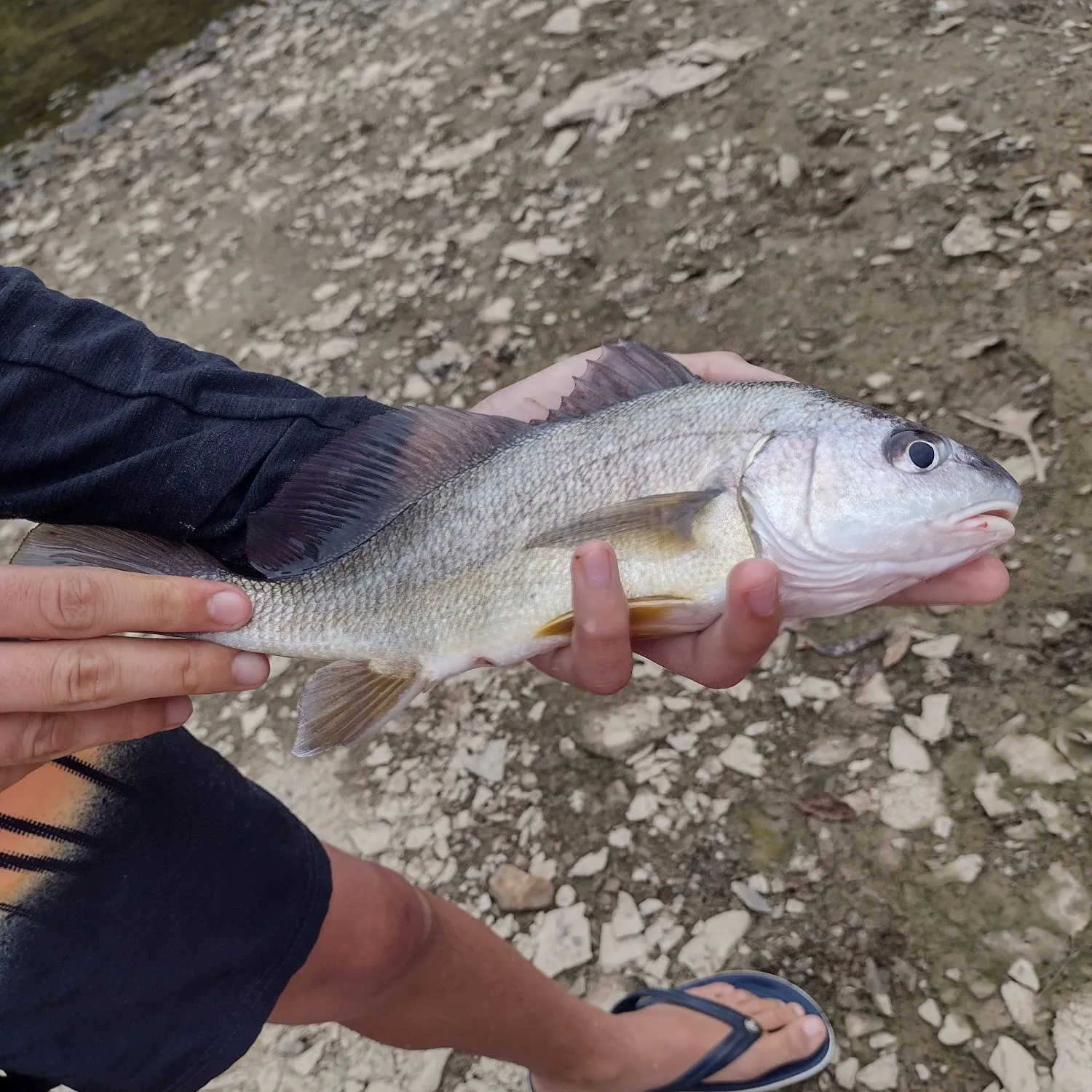 Freshwater drum caught on Fishbrain