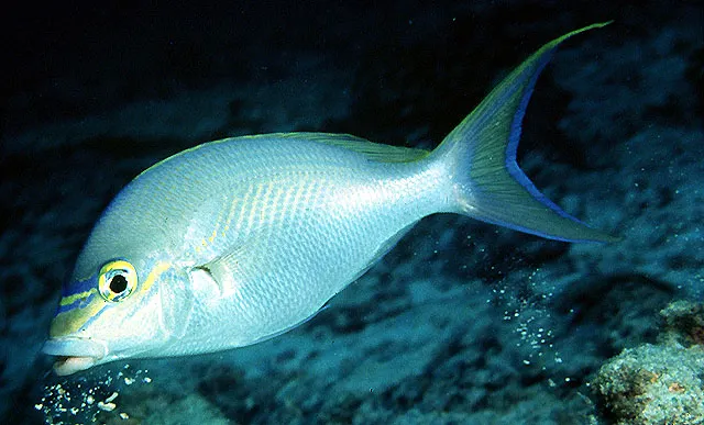 Monogrammed monocle bream