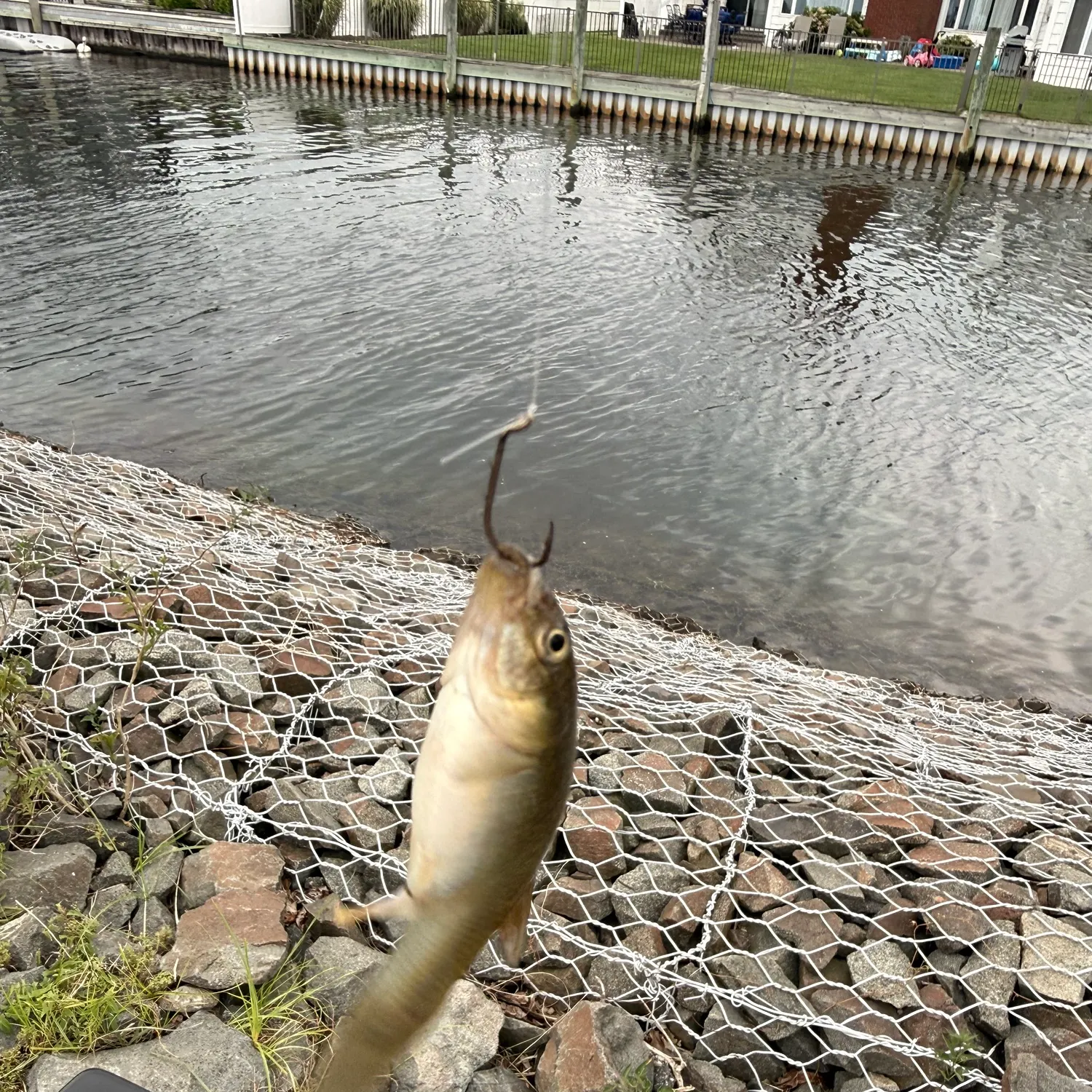 The most recent Mummichog catches on Fishbrain