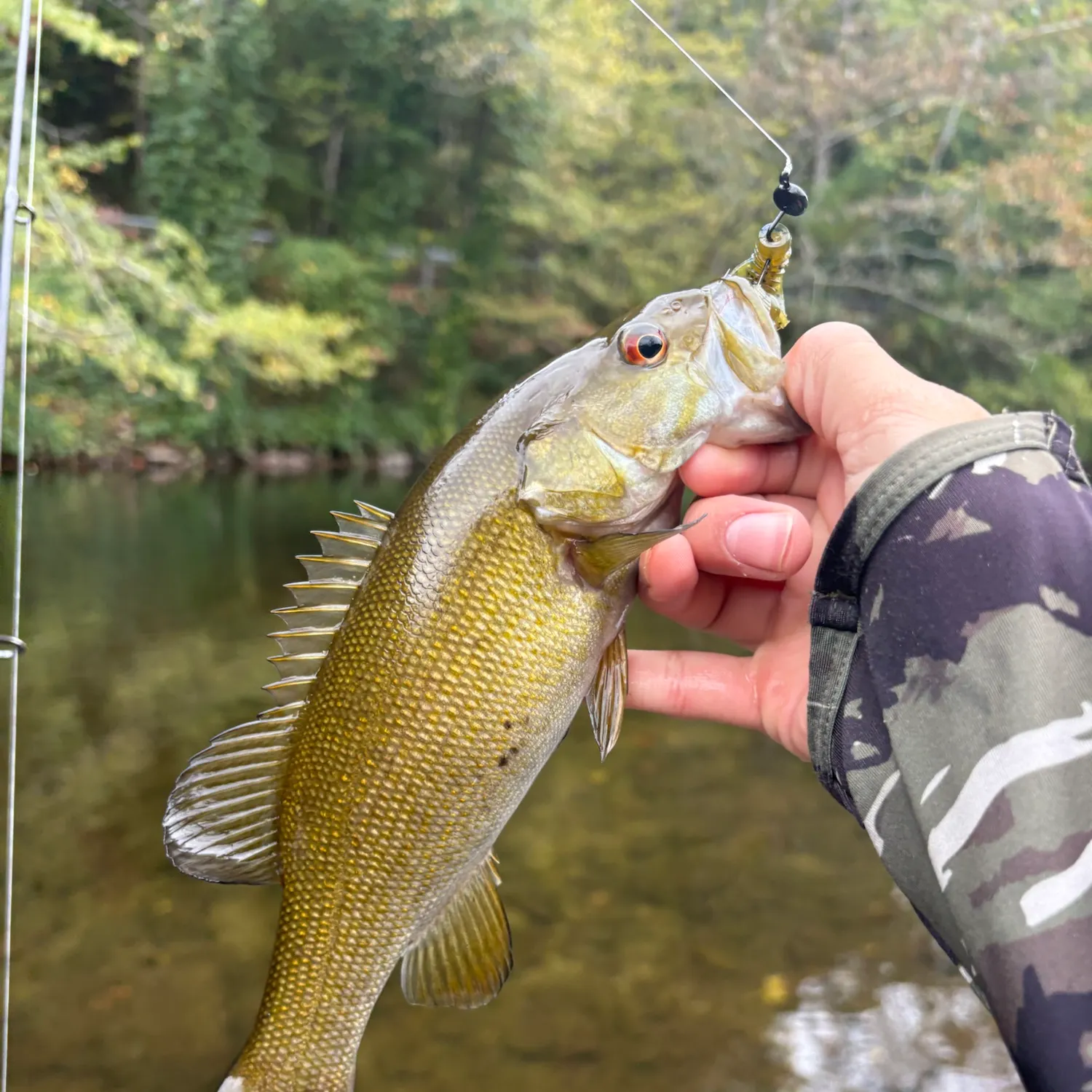 Smallmouth bass caught on Fishbrain