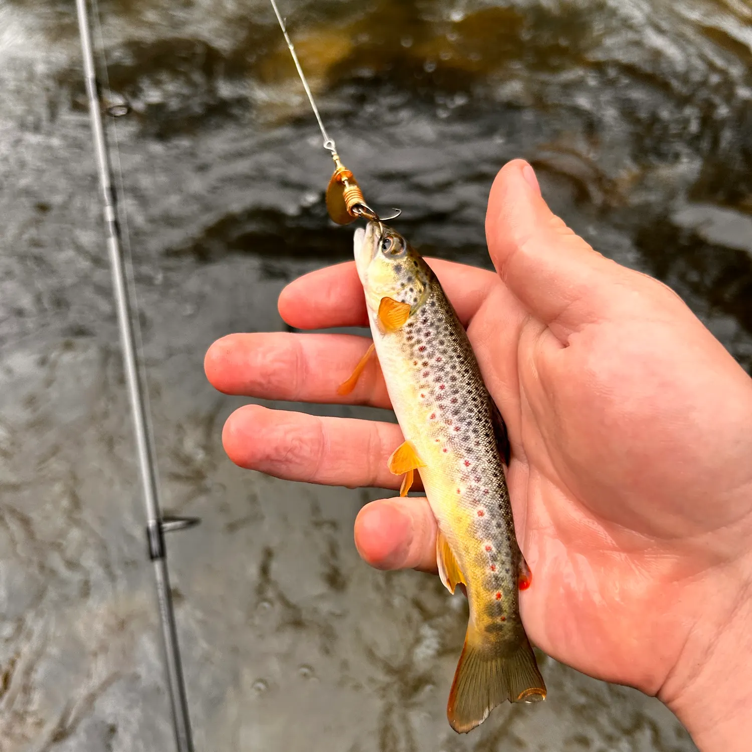 Fish caught on Fishbrain