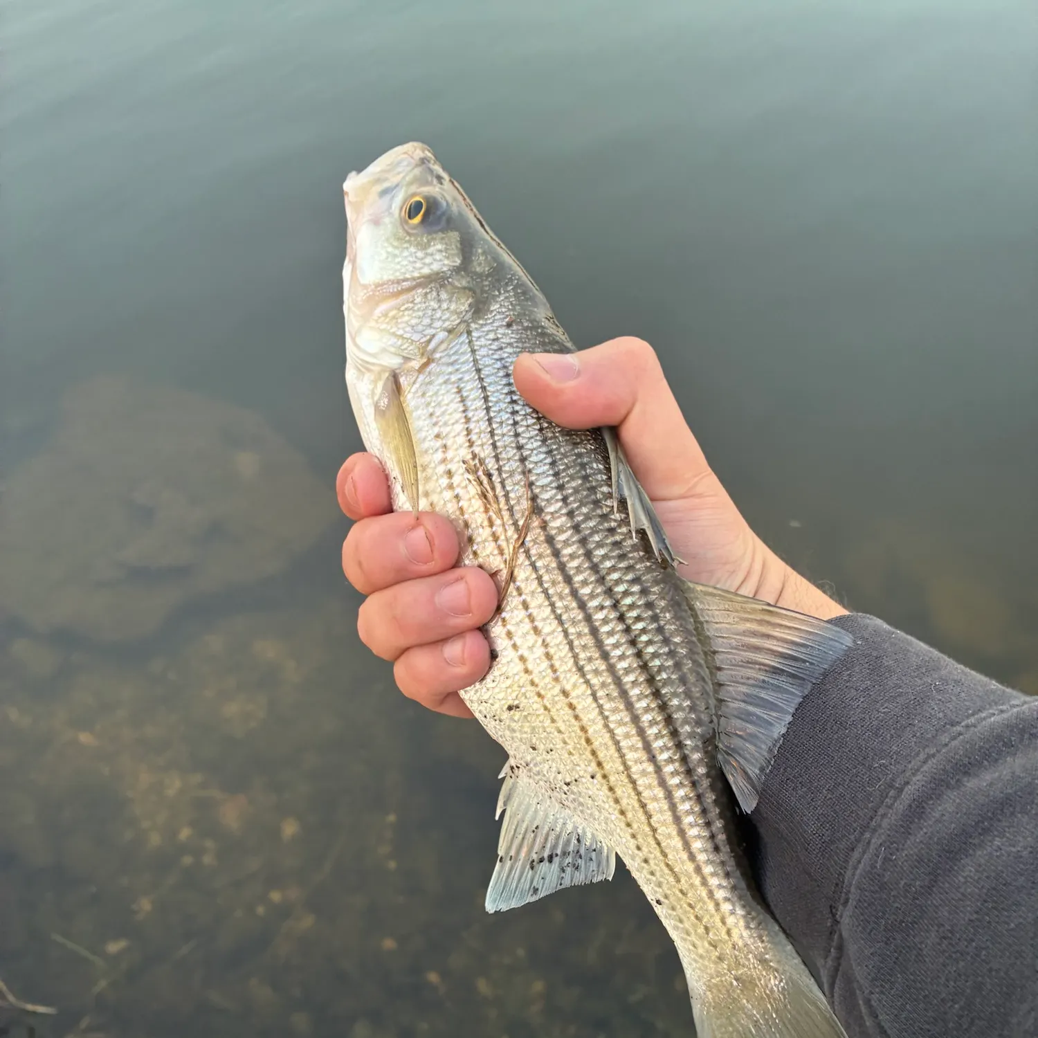 Striped bass caught on Fishbrain