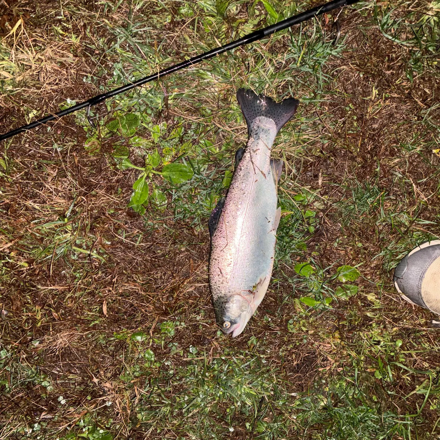 Rainbow trout caught on Fishbrain