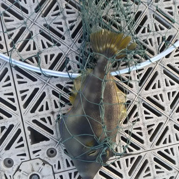 The most recent Yellowfin leatherjacket catches on Fishbrain
