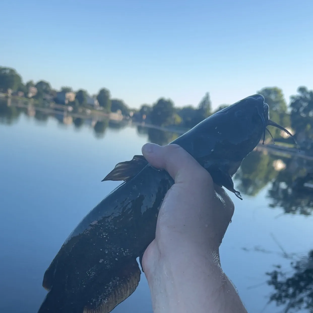 Yellow bullhead caught on Fishbrain