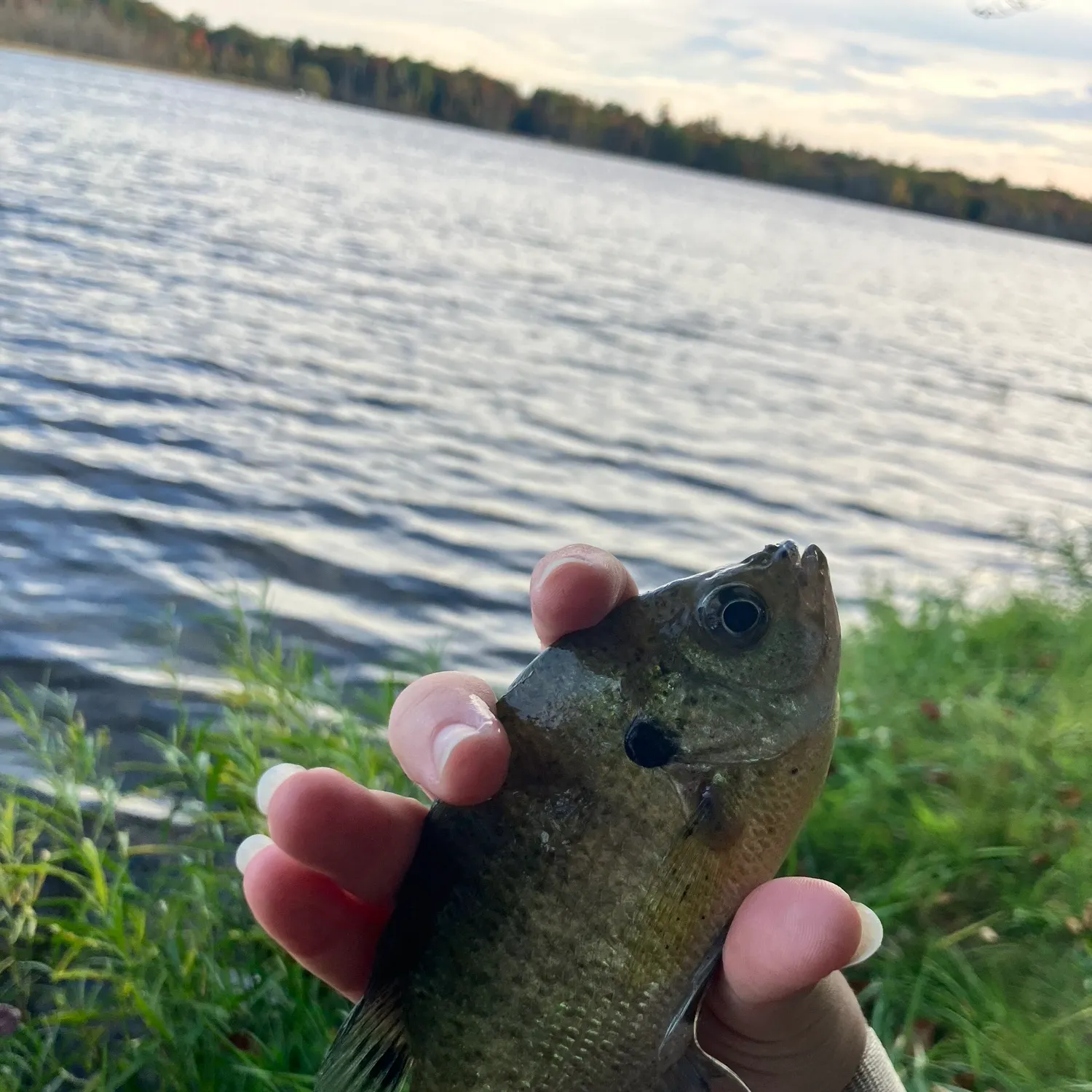 Bluegill caught on Fishbrain