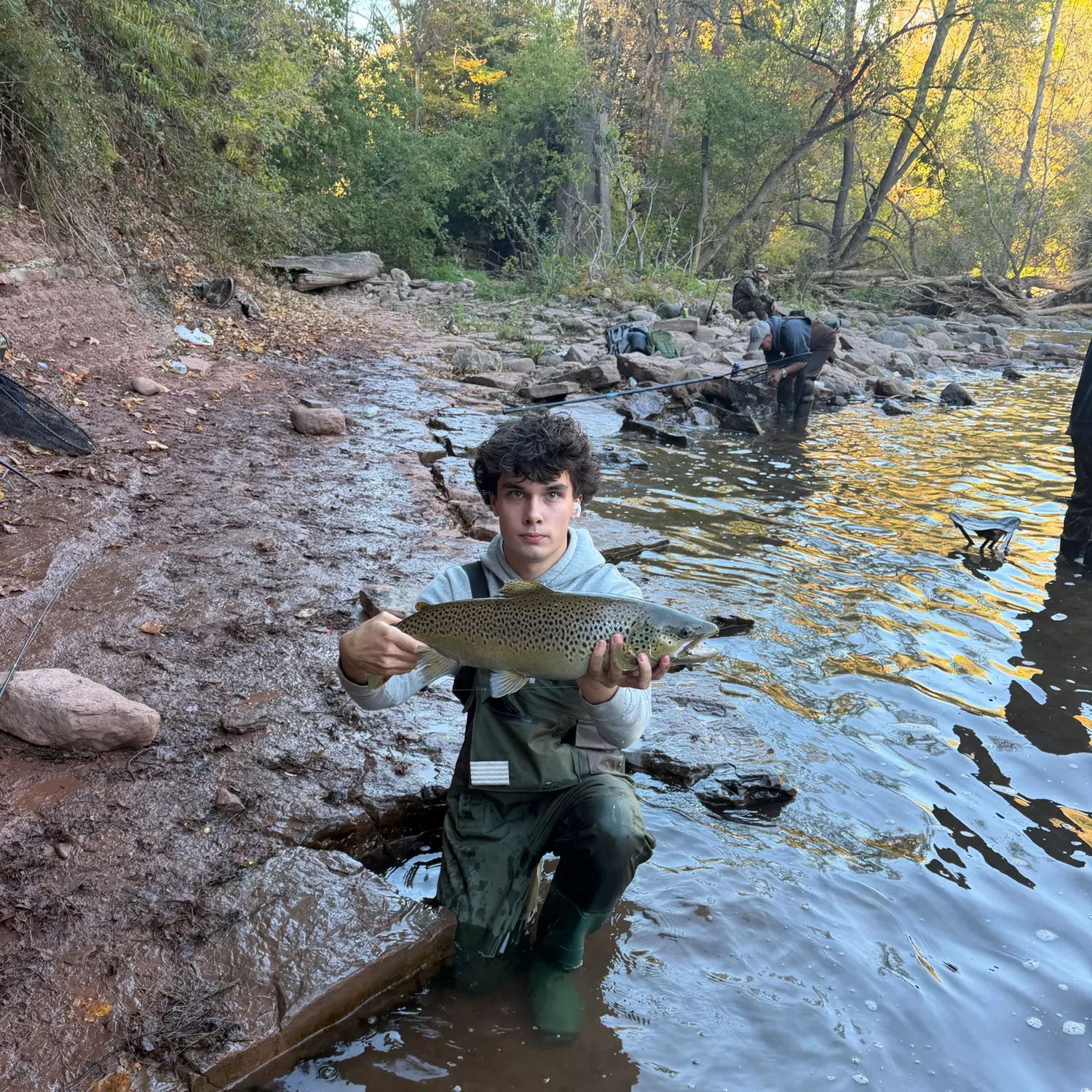 Brown trout caught on Fishbrain