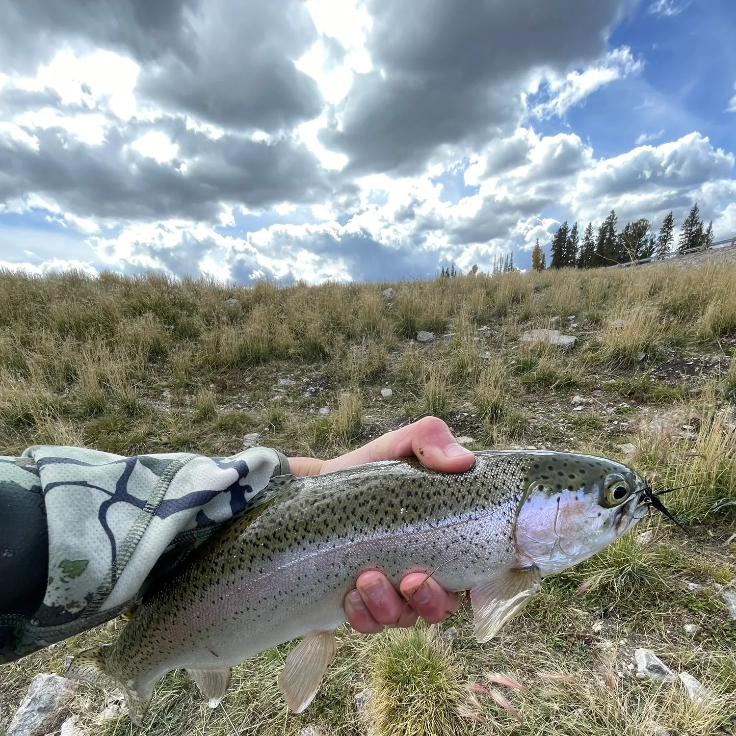 Rainbow trout caught on Fishbrain