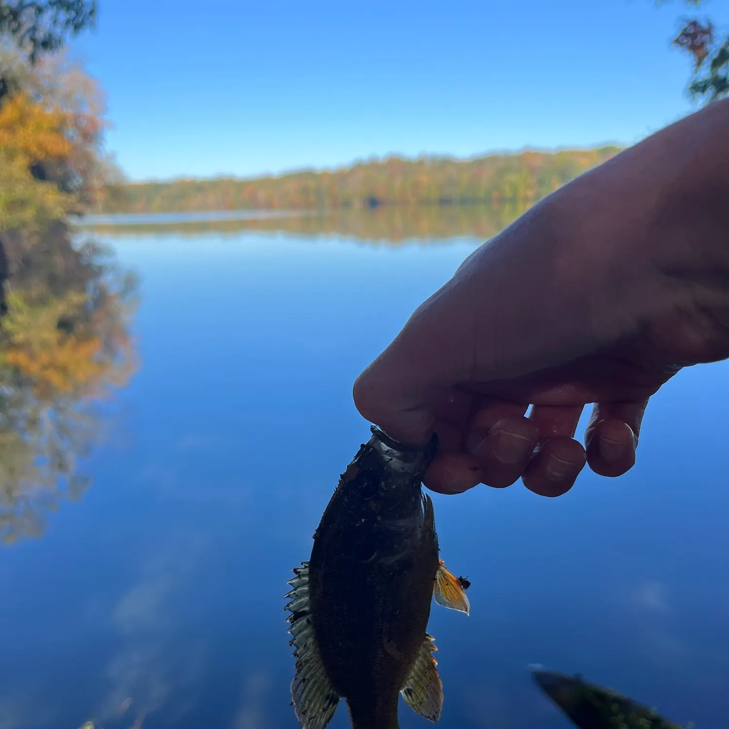 Green sunfish caught on Fishbrain