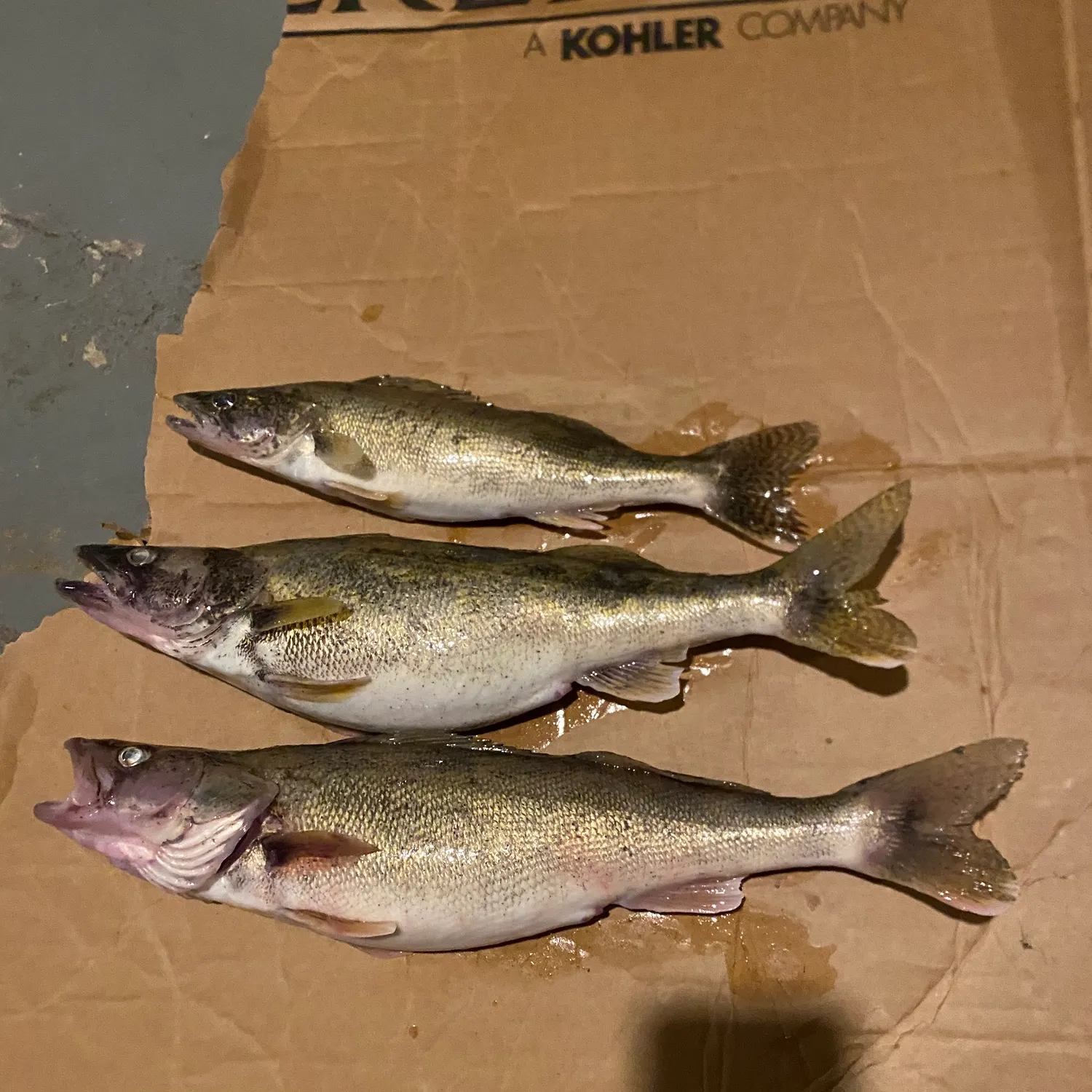 recently logged catches